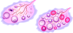 Ovulation - ovaires
